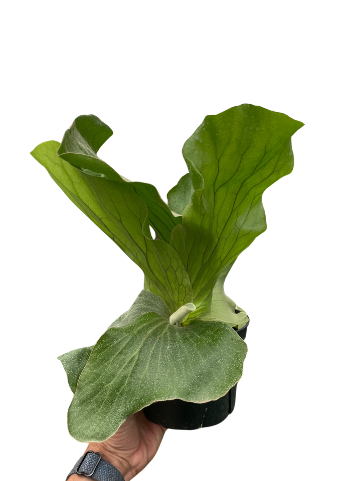 Fern 'Elephant'