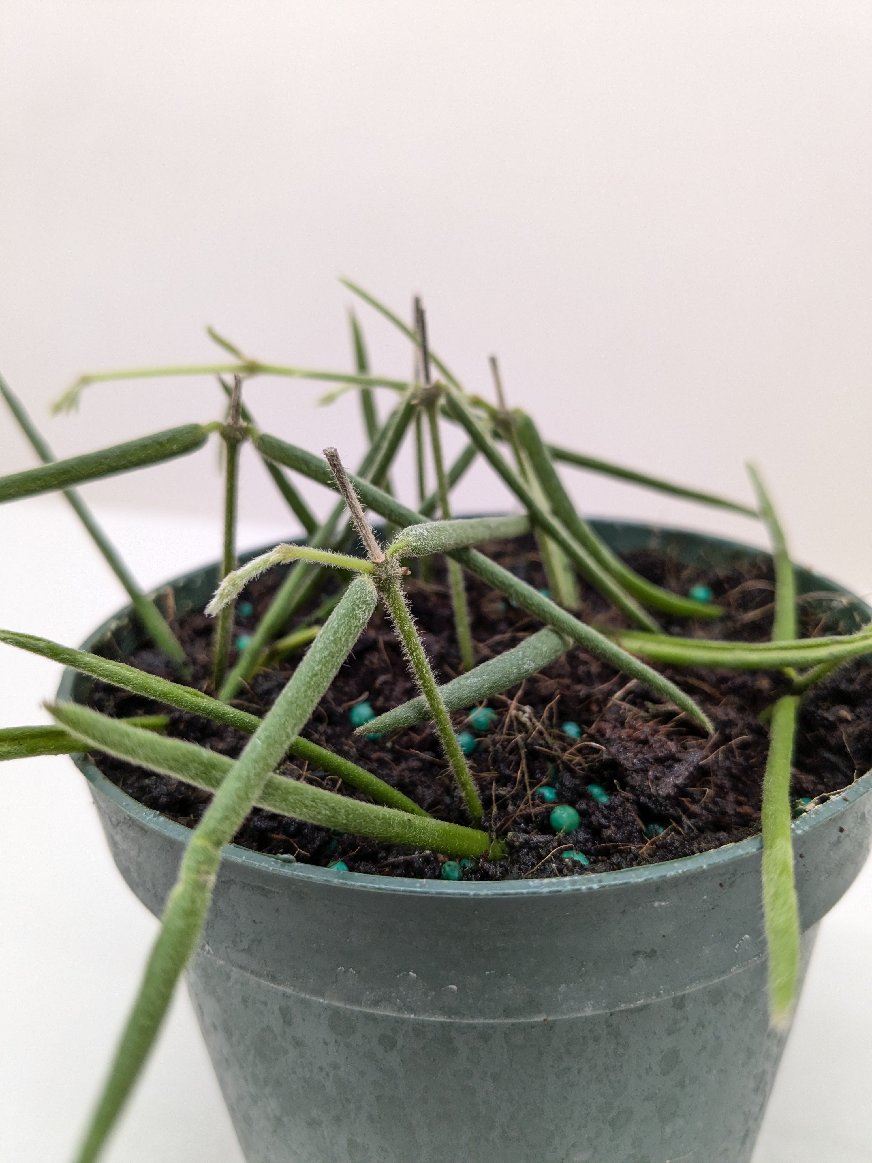 HOYAインスラリス ① 3.5号吊り ホヤ・GPS7240_3号吊り鉢 | SHELF HOYA