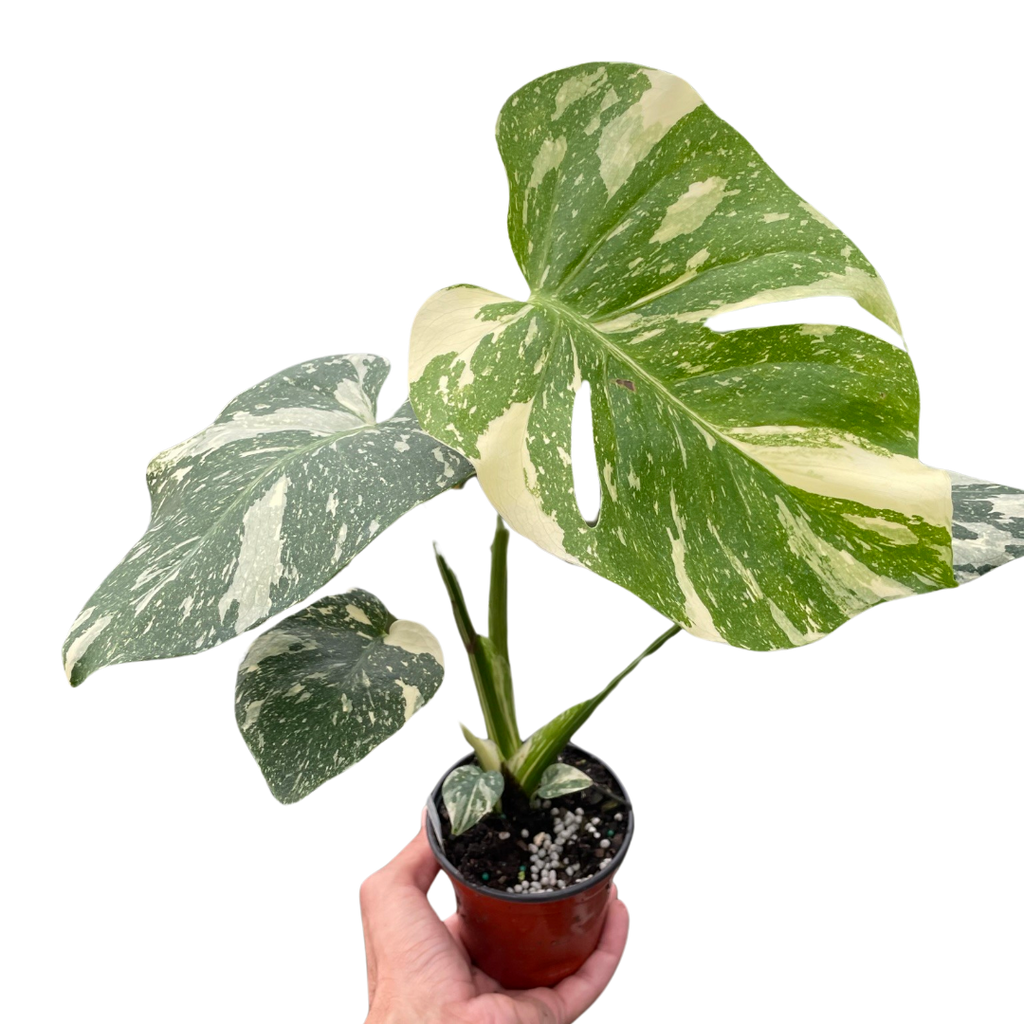⭐︎美斑⭐︎ Monstera 'Thai Constellation' 4号 Monstera 'Thai