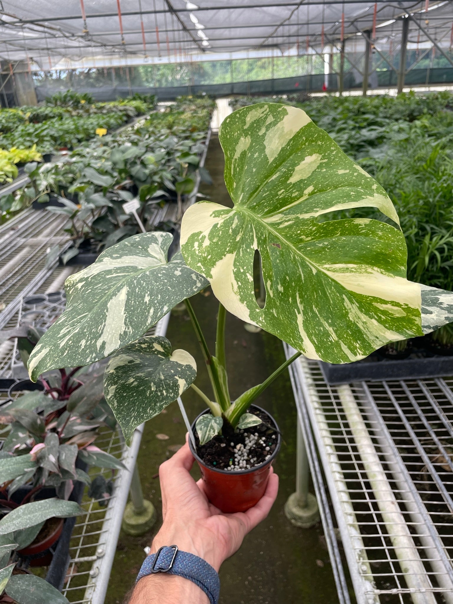 Monstera 'Thai Constellation' – Schmitts Family Farm