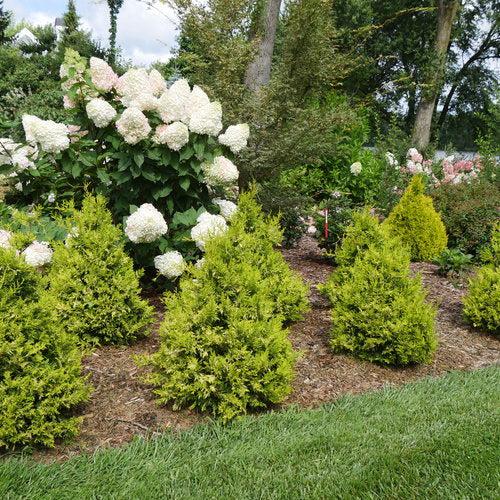 Chamaecyparis pisifera 'FARROWCGMS'  - Soft Serve® Gold False Cypress