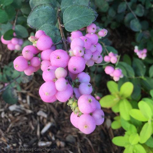 Proud Berry® Coralberry