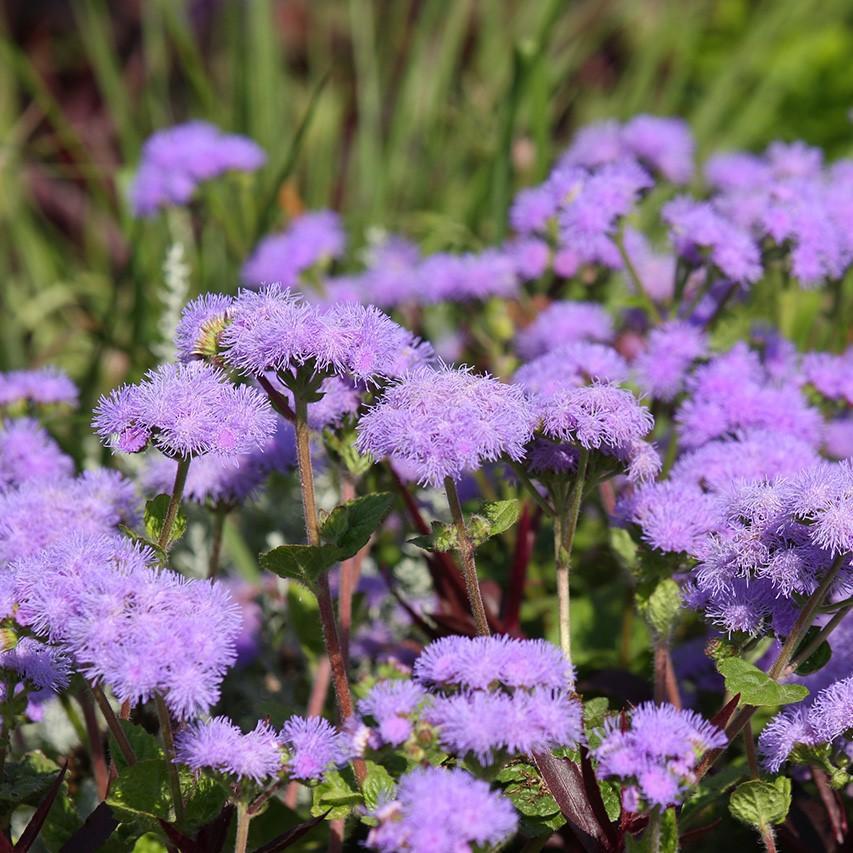 Ageratum houstonianum 'Aloha Blue' ~ Aloha Blue Floss Flower