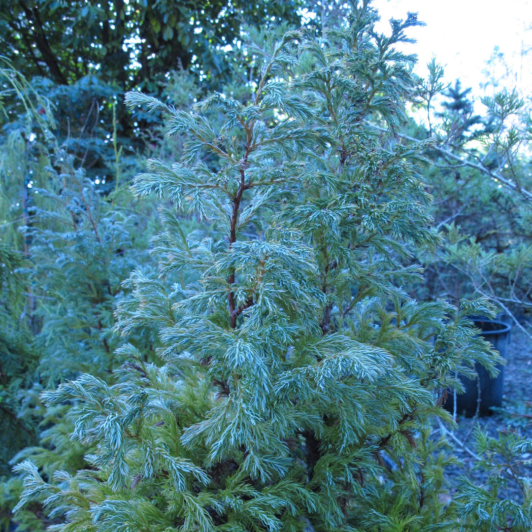 Chamaecyparis pisifera 'True Blue'  - True Blue Falsecypress