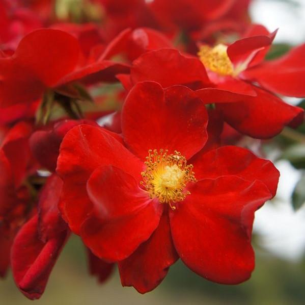 Rosa x 'Noare'  - Flower Carpet® Red Rose