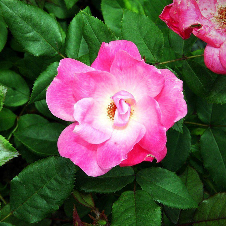 Rosa ‘Radcon’ PP#15,070  - Pink Knock Out® Rose