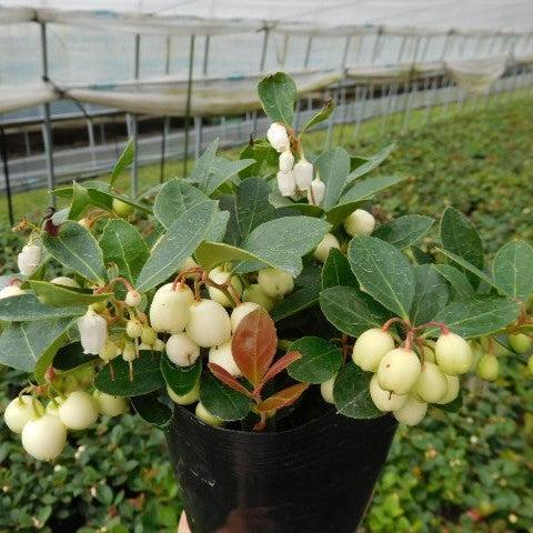 Gaultheria procumbens 'Hokutotakaji-001'  - Winter Fiesta™ Wintergreens