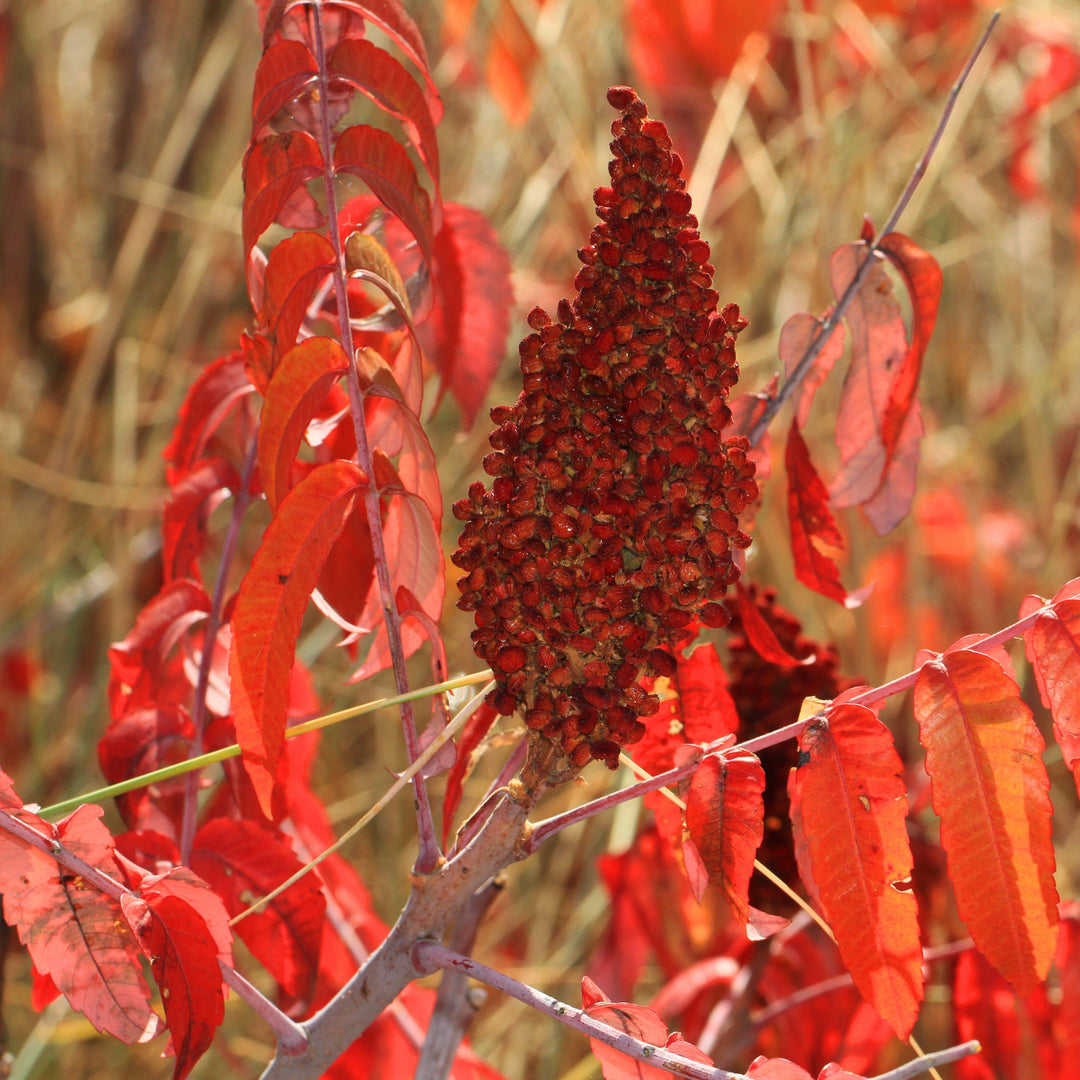 Rhus glabra  - Smooth Sumac