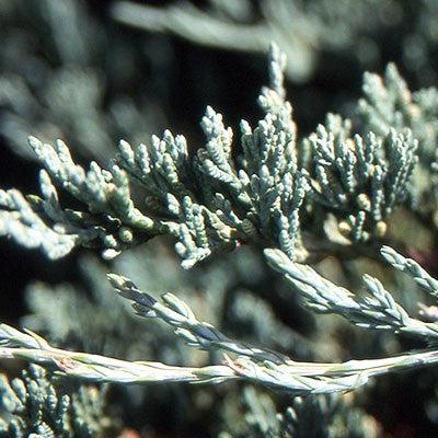 Juniperus horizontalis 'Bar Harbor'  - Bar Harbor Juniper