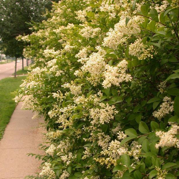 Ligustrum amurense  - Amur Privet