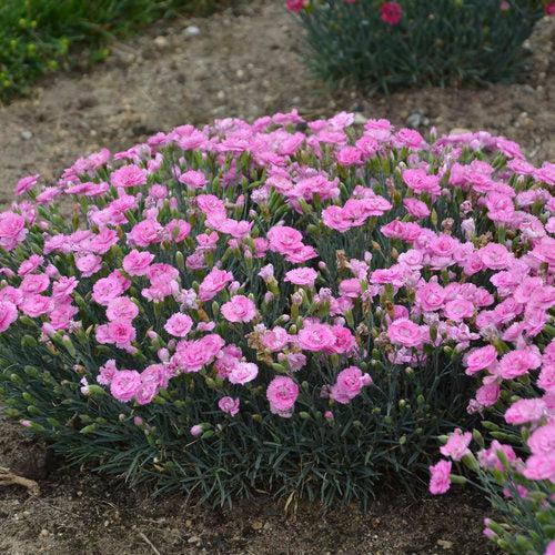 Dianthus 'Sweetie Pie'  - Fruit Punch® Sweetie Pie Dianthus