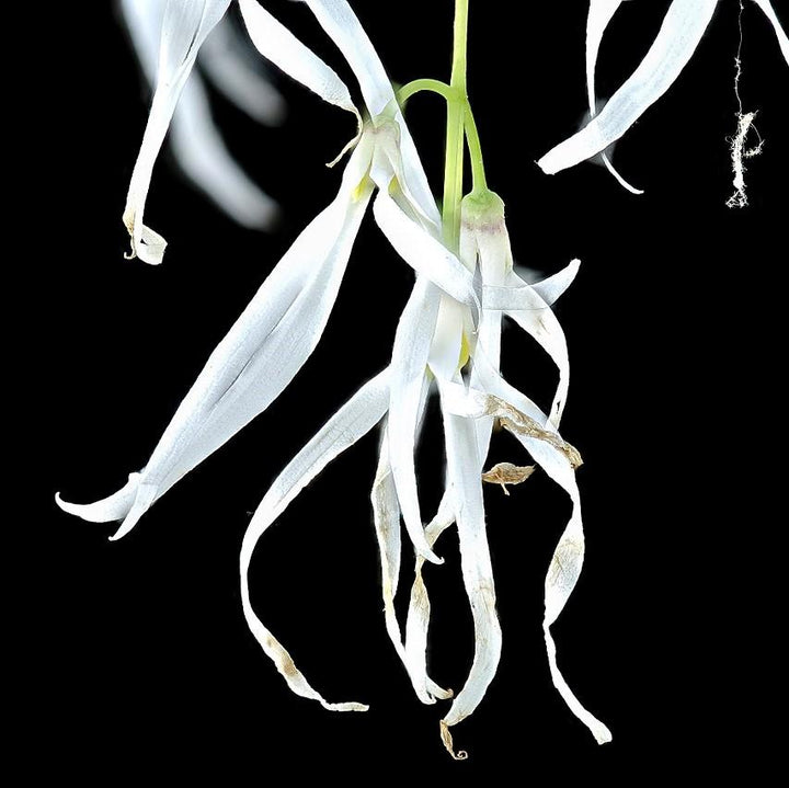 Chionanthus virginicus  - White Fringe Tree