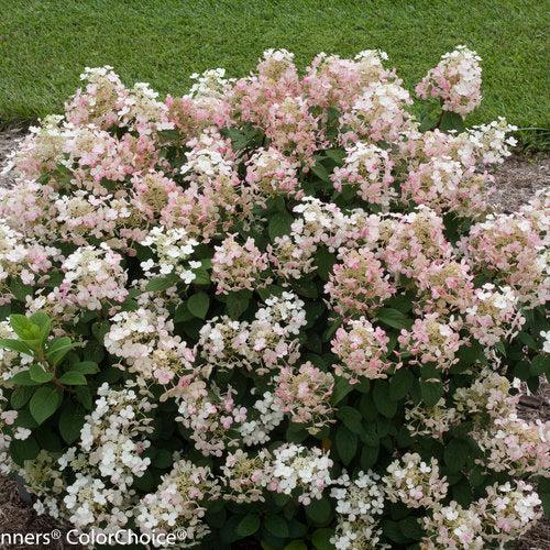 Hydrangea paniculata 'SMHPLQF'  - Little Quick Fire® Hydrangea