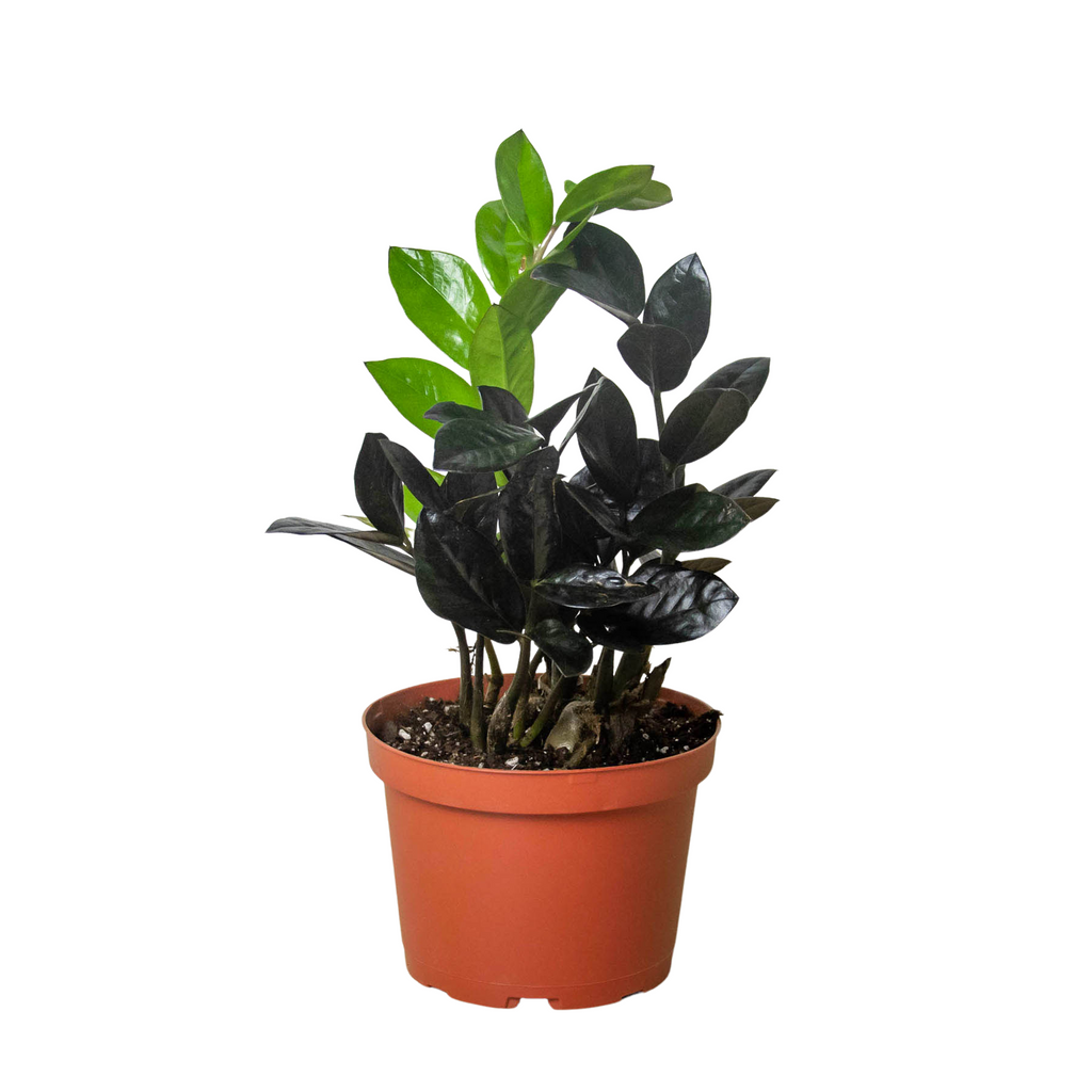 ZZ Zamioculcas 'Black Queen' – Schmitts Family Farm