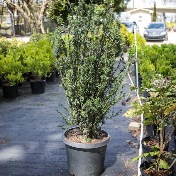 Cephalotaxus harringtonia 'Fastigiata'  - Upright Japanese Plum Yew