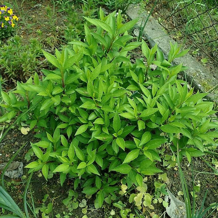 Forsythia x intermedia 'Lynwood Gold'  - Lynwood Gold Forsythia