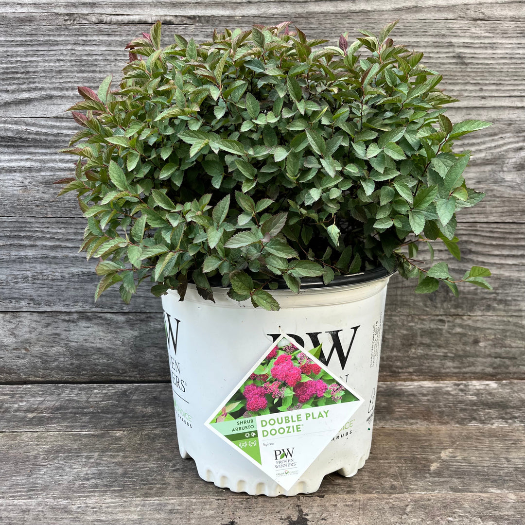 Spiraea x 'NCSX2'  - Double Play® Doozie Spirea