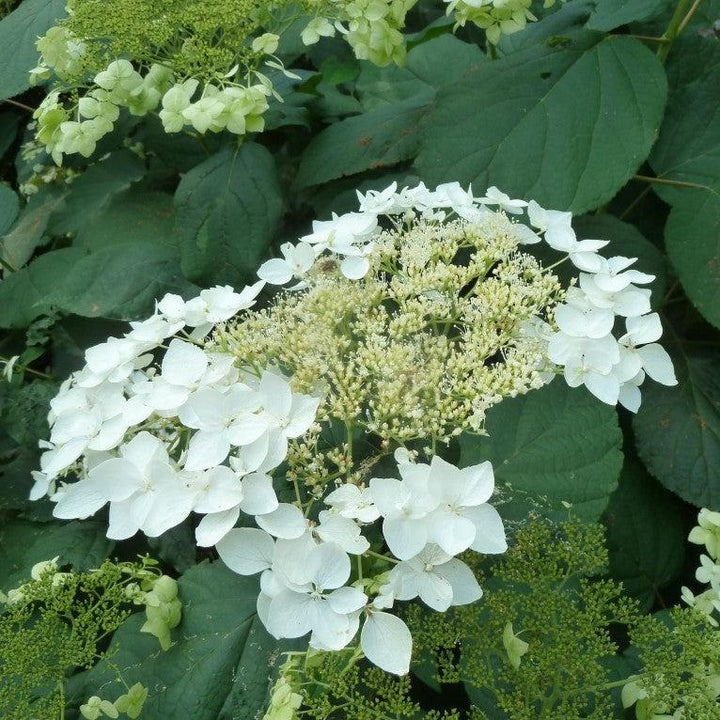 Hydrangea arborescens 'Haas' Halo'  - Haas' Halo Hydrangea