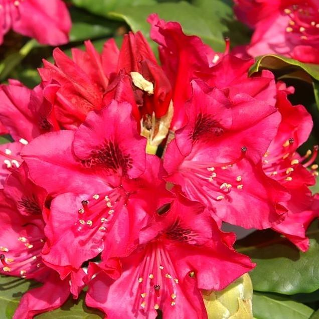 Rhododendron 'Nova Zembla'  - Nova Zembla Rhododendron