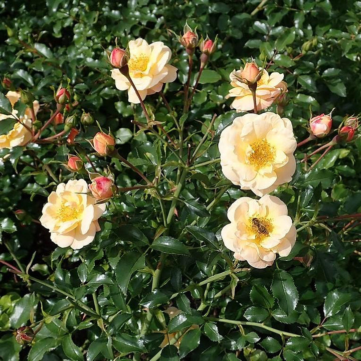 Rosa x 'NOA97400A'  - Flower Carpet® Amber Rose