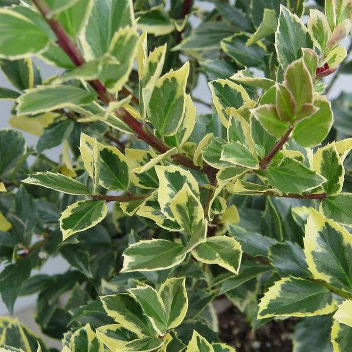 Ilex x meserveae 'Honey Maid'  - Honey Maid™ Holly