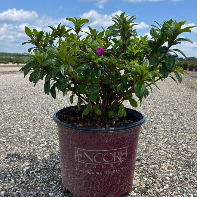 Rhododendron ‘Roblezd’  - Encore® Autumn Majesty™ Azalea