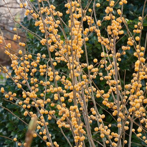 Ilex verticillata 'Roberta Case'  - Berry Heavy® Gold Winterberry