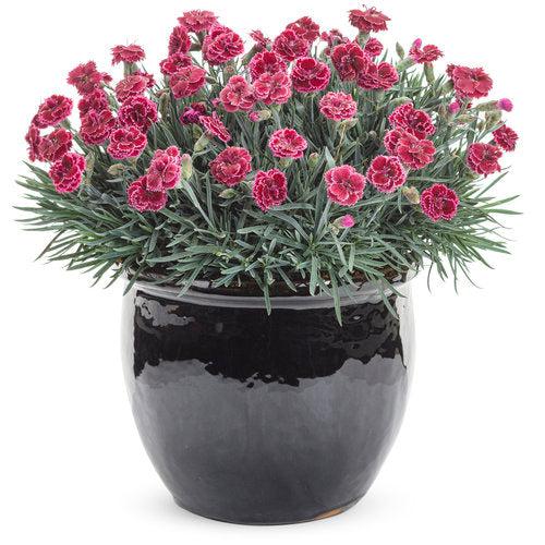 Dianthus 'Black Cherry Frost'  - Fruit Punch® Black Cherry Frost Dianthus