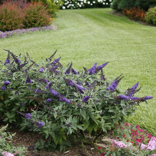 Buddleia davidii 'SMNBDBT' PP#28,794  - Pugster Blue® Dwarf Butterfly Bush