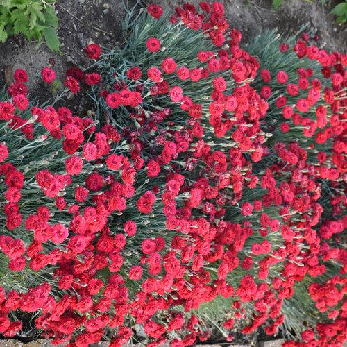 Dianthus 'Maraschino'  - Fruit Punch® Maraschino Dianthus