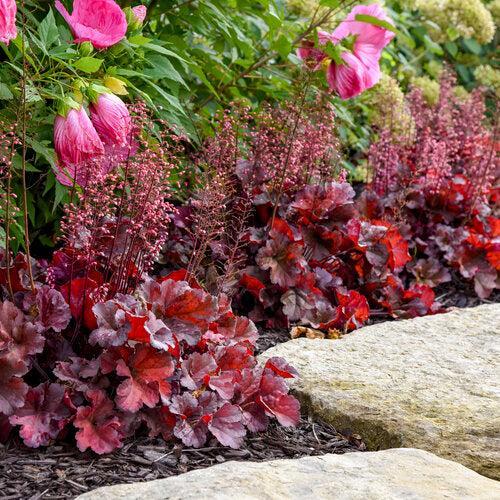Heuchera 'Mahogany Monster'  - Primo® Mahogany Monster Heuchera
