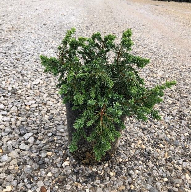 Juniperus conferta 'Blue Pacific'  - Blue Pacific Shore Juniper