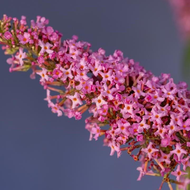 Buddleia davidii 'Bailbudone'  - First Editions® Trippy Pink® Butterfly Bush