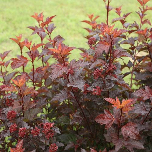 Physocarpus opulifolius 'SMNPOBLR' USPP 28,695  - Ginger Wine™ Ninebark