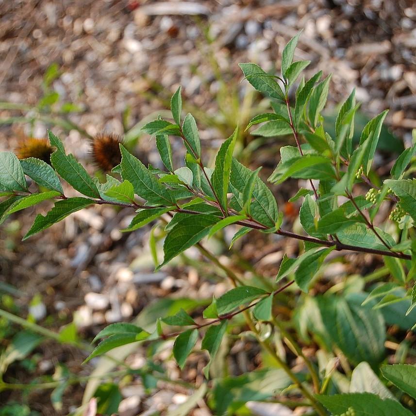 Callicarpa dichotoma 'Early Amethyst'  - Early Amethyst Beautyberry