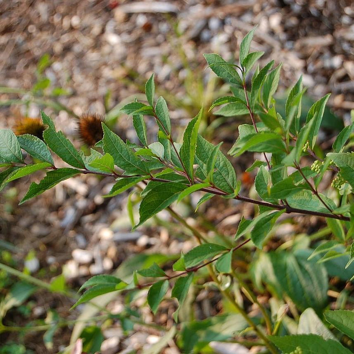 Callicarpa dichotoma 'Early Amethyst'  - Early Amethyst Beautyberry