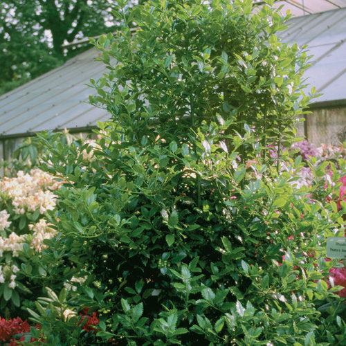Ilex x meserveae 'Hachfee'  - Castle Spire® Blue Holly