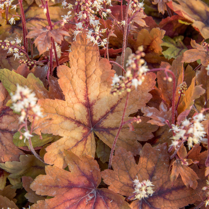 Heucherella 'Sweet Tea'  - Sweet Tea Foamy Bells