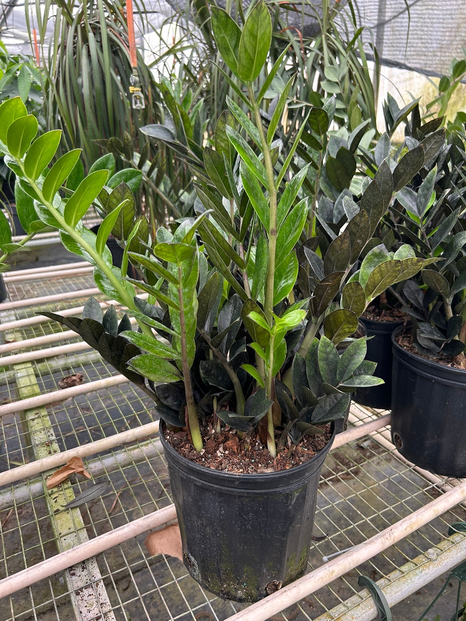 ZZ Zamioculcas 'Black Queen' – Schmitts Family Farm