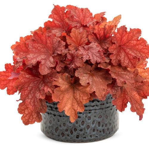 Heuchera 'Peachberry Ice'  - Primo® Peachberry Ice Heuchera