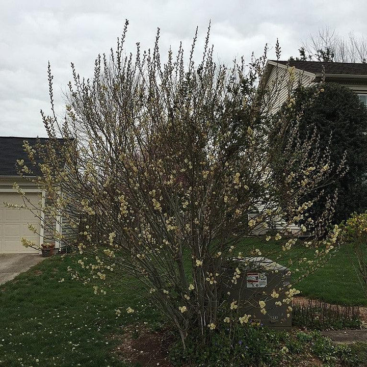 Salix discolor  - Pussy Willow