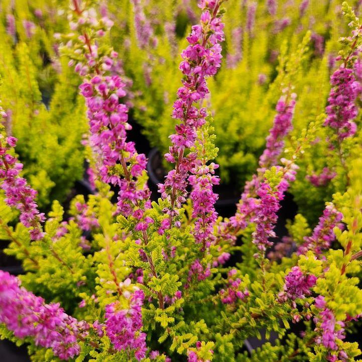 Calluna vulgaris 'Firefly'  - Firefly Heather