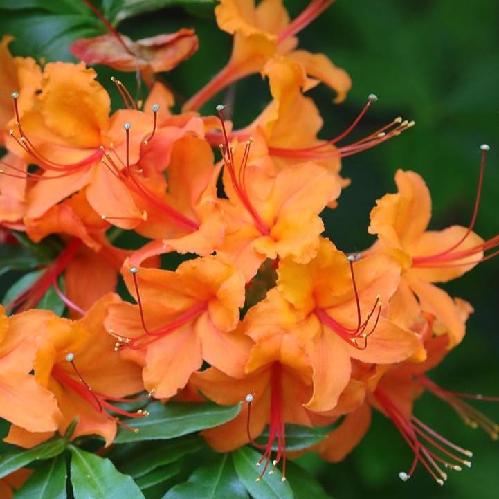 Rhododendron calendulaceum  - Flame Azalea