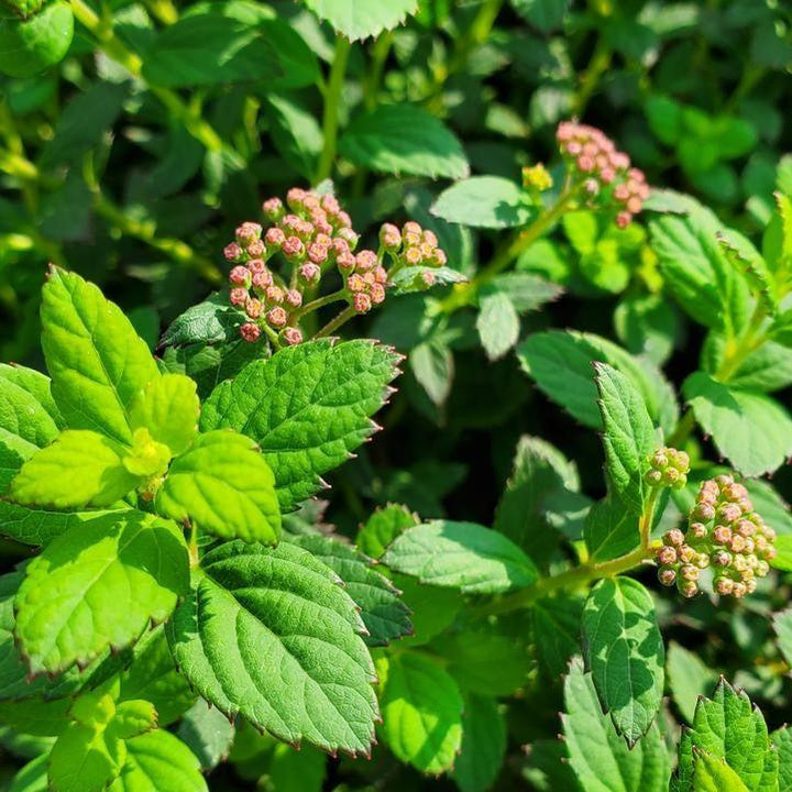 Spiraea japonica 'Odessa'  - Bloomin' Easy® Poprocks® Petite Spirea
