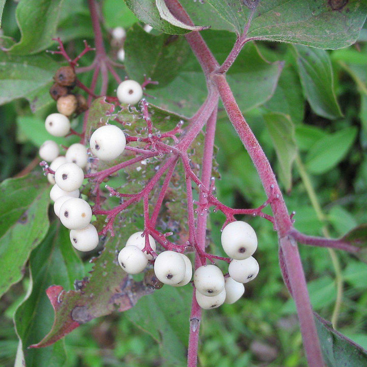Cornus racemosa  - Gray Dogwood