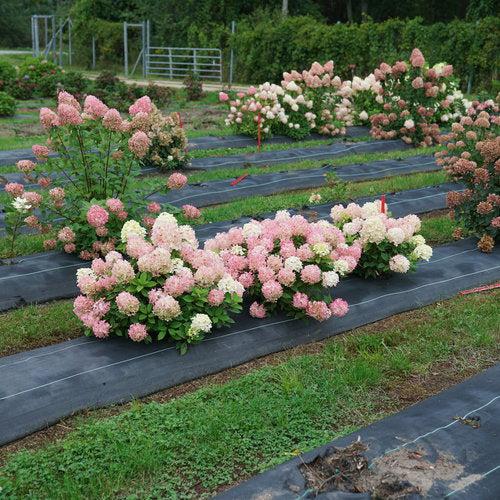 Hydrangea paniculata 'SMNHPK'  - Proven Winners® Fire Light Tidbit® Hydrangea