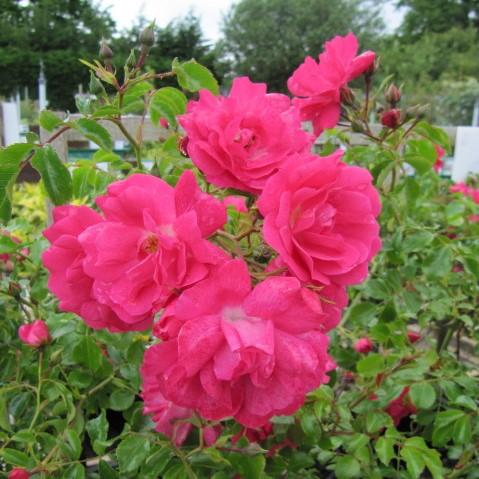 Rosa x 'NOA168098F'  - Flower Carpet® Pink Supreme Rose