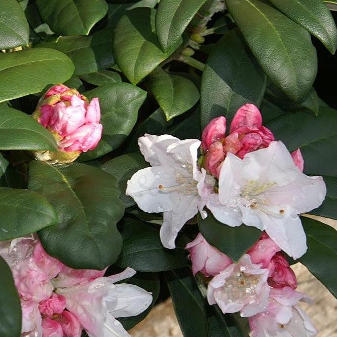 Rhododendron yakushimanum 'Yaku Princess'  - Yaku Princess Rhododendron