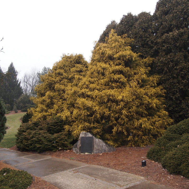 Chamaecyparis pisifera 'Aurea'  - Golden Sawara Cypress