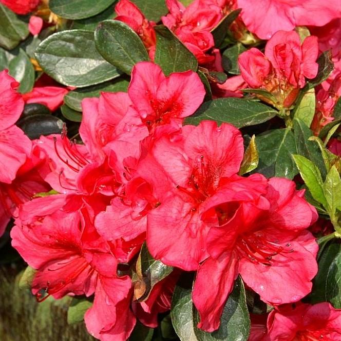 Rhododendron x girard 'Girard's Crimson'  - Girard's Crimson Azalea
